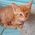 野良子猫　1匹になりました 有難うございます