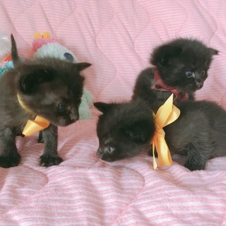 黒猫の赤ちゃん３匹　里親大募集！！