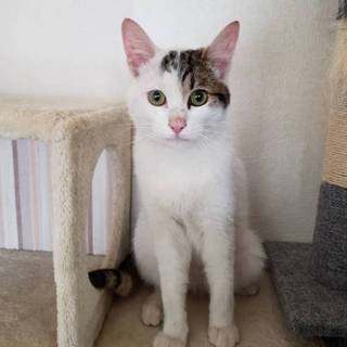 里親さん、決定しました。ありがとうございます！