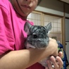 夢鈴
