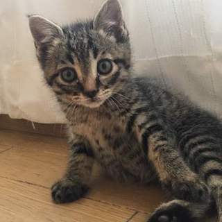 くりくりお目々のキジ子猫。