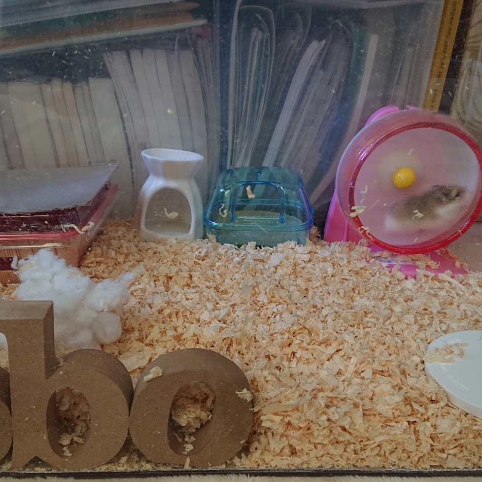 ハカセのカバー写真