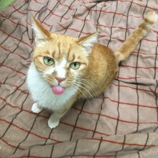 ご飯命な立派な男の子