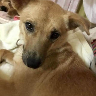 家族と引き離され殺処分寸前で助けられた女の子