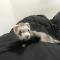 フェレットのトトちゃん