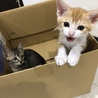 ヤンチャになってきたー