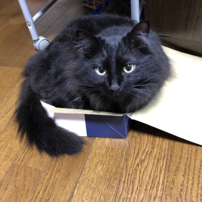 シチジョウのカバー写真