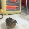 あったかい