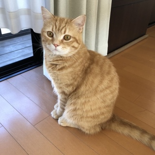 スコ×チンチラ MIX 癒し系の甘えん坊