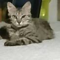 僕たち家が欲しいです