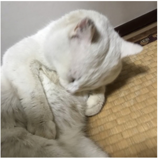 しろ君 まん丸顔 人大好き