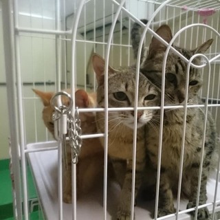 ●別募集記事あり●多頭持込猫！残り８→５！※女の子