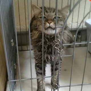 【感謝】繋がります！甘噛みちゃん→なずなちゃん