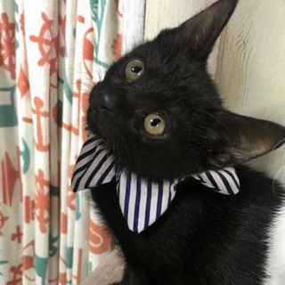 まだ2ヶ月なのにクールビューティなかいちゃん❣️