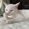にゃんこ知新(保護活動者)