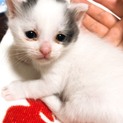大人しい白黒ねこちゃん