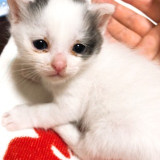 大人しい白黒ねこちゃん