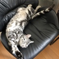 アメショー 優しいイケメン 1歳3ヶ月