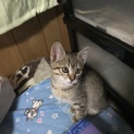 子猫の里親募集！
