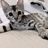 タイラ48