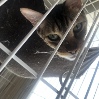 純血 ベンガル オス 血統書付き 2歳