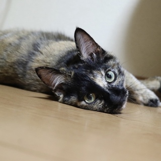 サビ猫ちゃん女の子