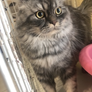 ミヌエット オス 1歳半 血統書付き