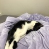 いたぼー