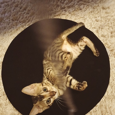 の写真