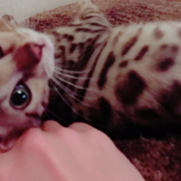 の写真