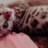 の写真
