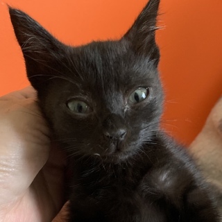 ずっと鳴き続けていた黒猫ちゃん、母猫は現れず…