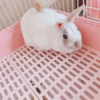 【至急】ミニウサギ♀２歳