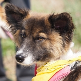 多少人見知り、犬・人に穏やかなエアロくん