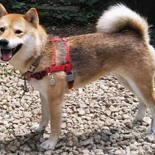 人馴れ抜群、好奇心旺盛で活発な柴犬すず