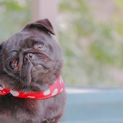 わんらぶ写真展 サムネイル2