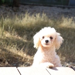 わんらぶ写真展 サムネイル3