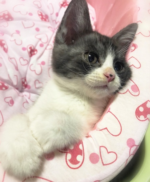 スモークグレーハチワレ男 愛知県 猫の里親募集 ペットのおうち 月間利用者150万人