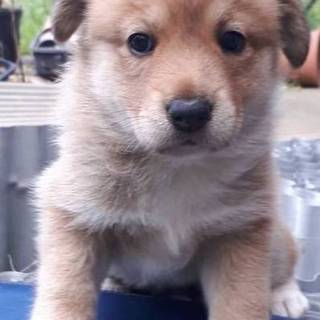 子犬里親募集