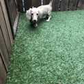 カニンヘンのギャルちゃん