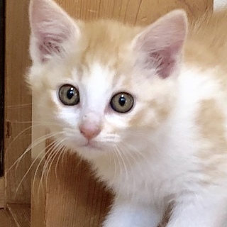 元気いっぱいフアフアの女の子　モアナちゃん