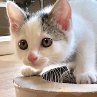 元気いっぱいの女の子　リロちゃん