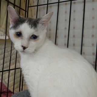 旧おめめがショボボな　さくら