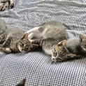里親募集の子供だちです