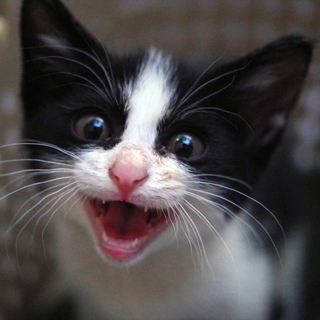 ハチワレの子猫