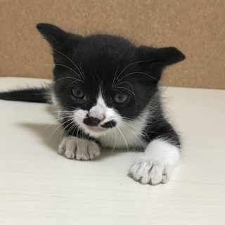 保護猫の里親募集中