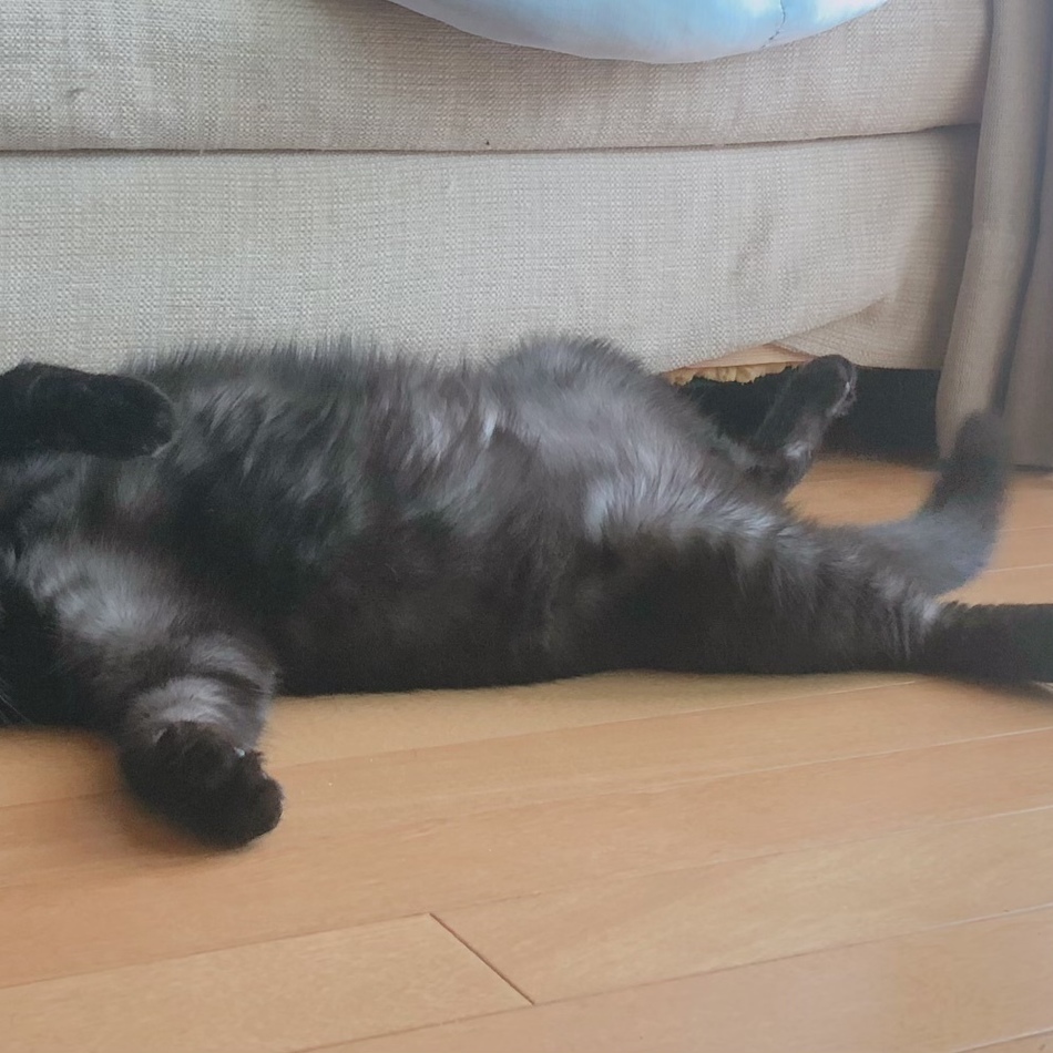 ヨージのカバー写真