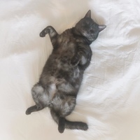 ヨージ
