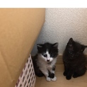 子猫可愛がってくれる方探してます