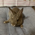 子うさぎ2羽です